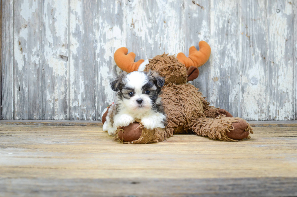 teddy bear puppy breeder near me