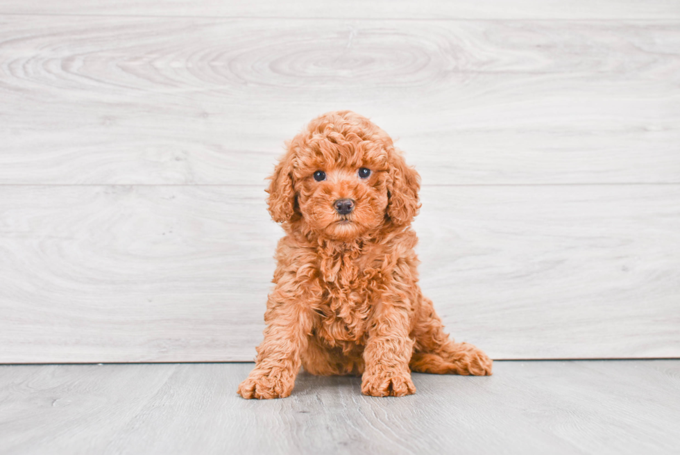 Meet Gwen - our Mini Goldendoodle Puppy Photo 3/4 - Premier Pups