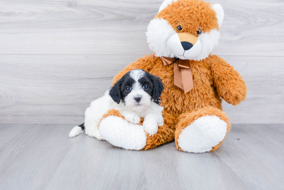 Meet Kelly - our Teddy Bear Puppy Photo 2/3 - Premier Pups