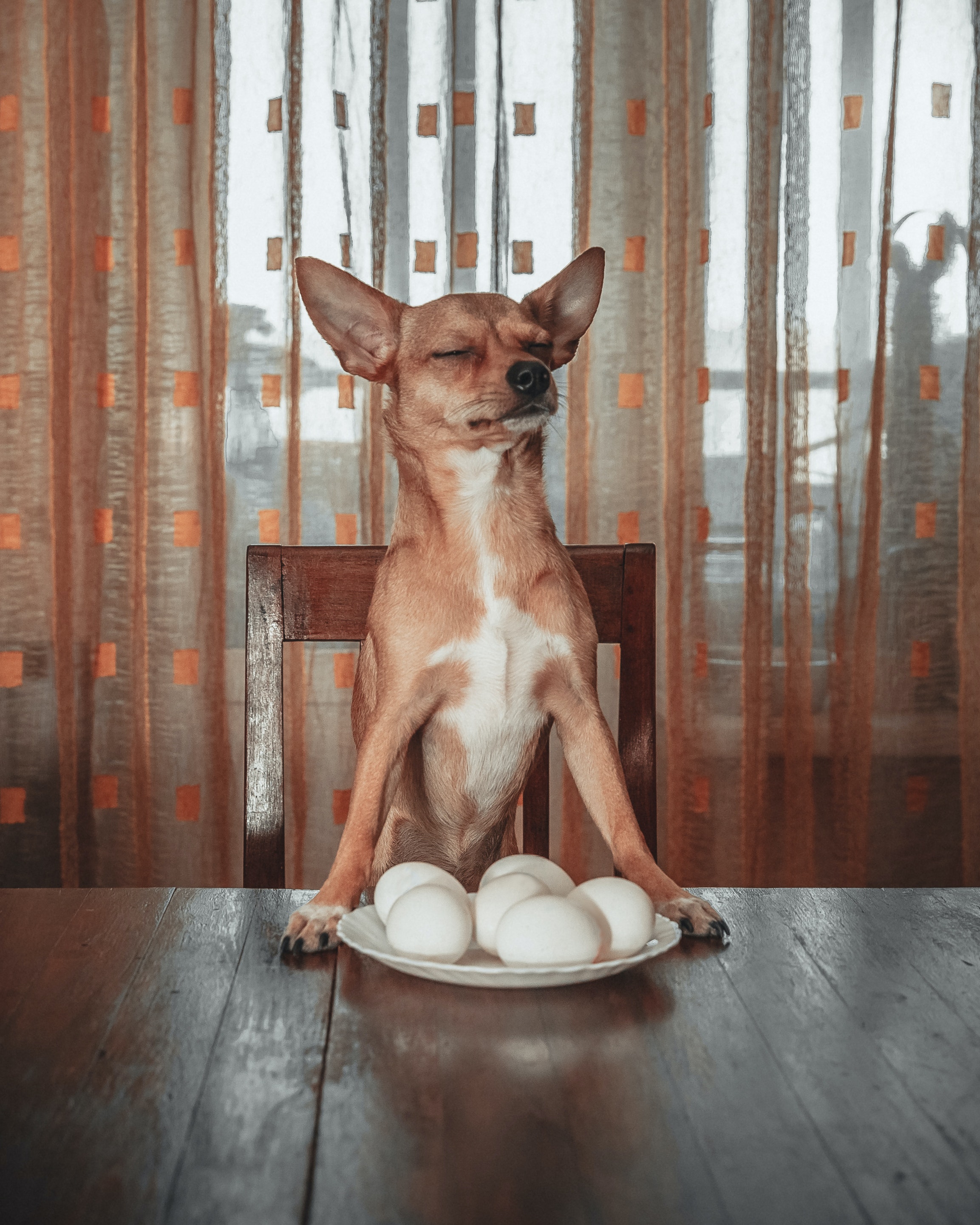 dog sitting on a table in front of a bowl of eggs