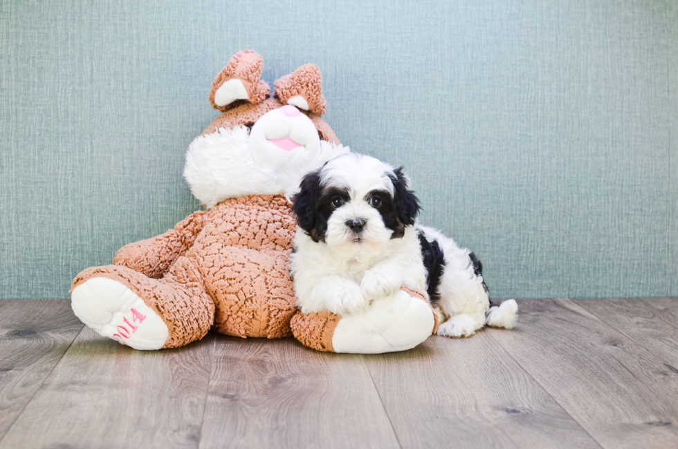 where to buy a teddy bear puppy