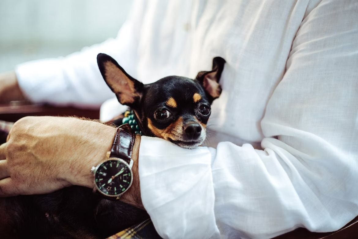 black and brown Chihuahua dog in the arms of owner