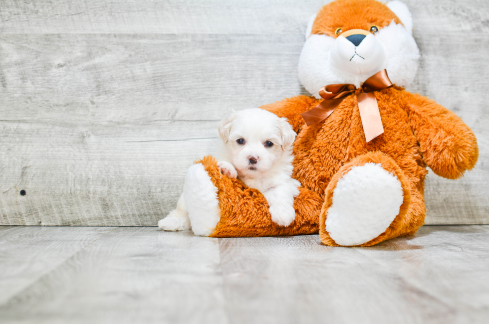 Teddy Bear Puppies for Sale Shichon Puppies