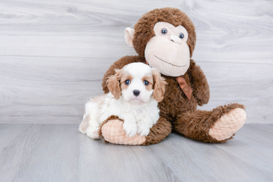 Best Cavalier King Charles Spaniel Baby