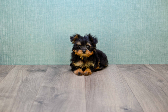 Small Yorkie Poo Baby