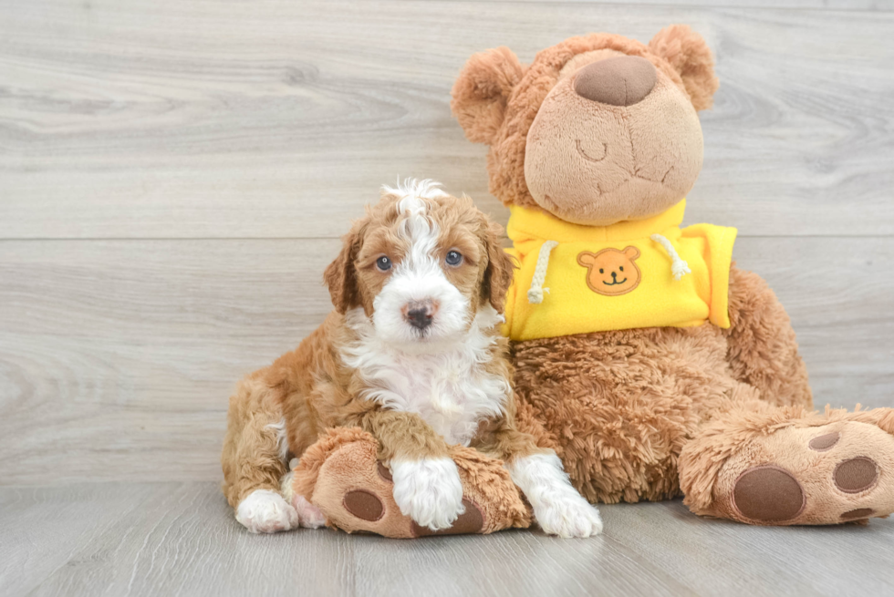 red tuxedo mini bernedoodle puppy sitting next to a plush teddy bear 