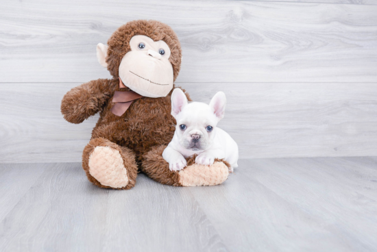 Petite Frenchie Purebred Puppy