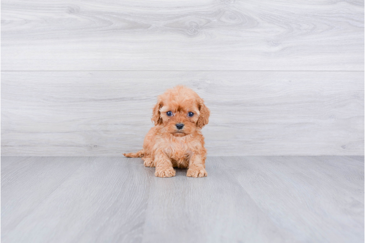 Cavapoo Puppies For Sale In Dayton Ohio