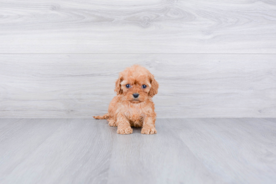 Petite Cavapoo Poodle Mix Pup