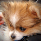 Puppy For Sale Premier Pups Popular Pomeranian Pup