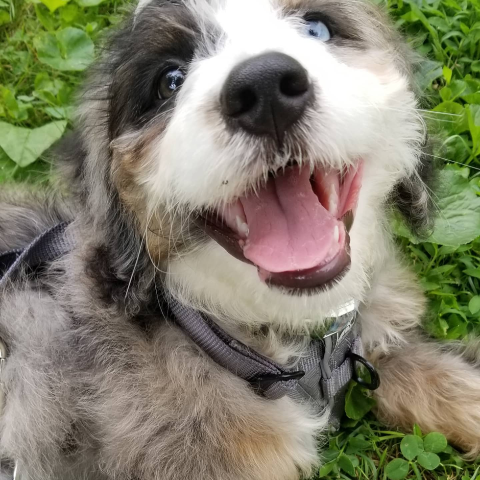 a face close up of a merle mini bernedoodle