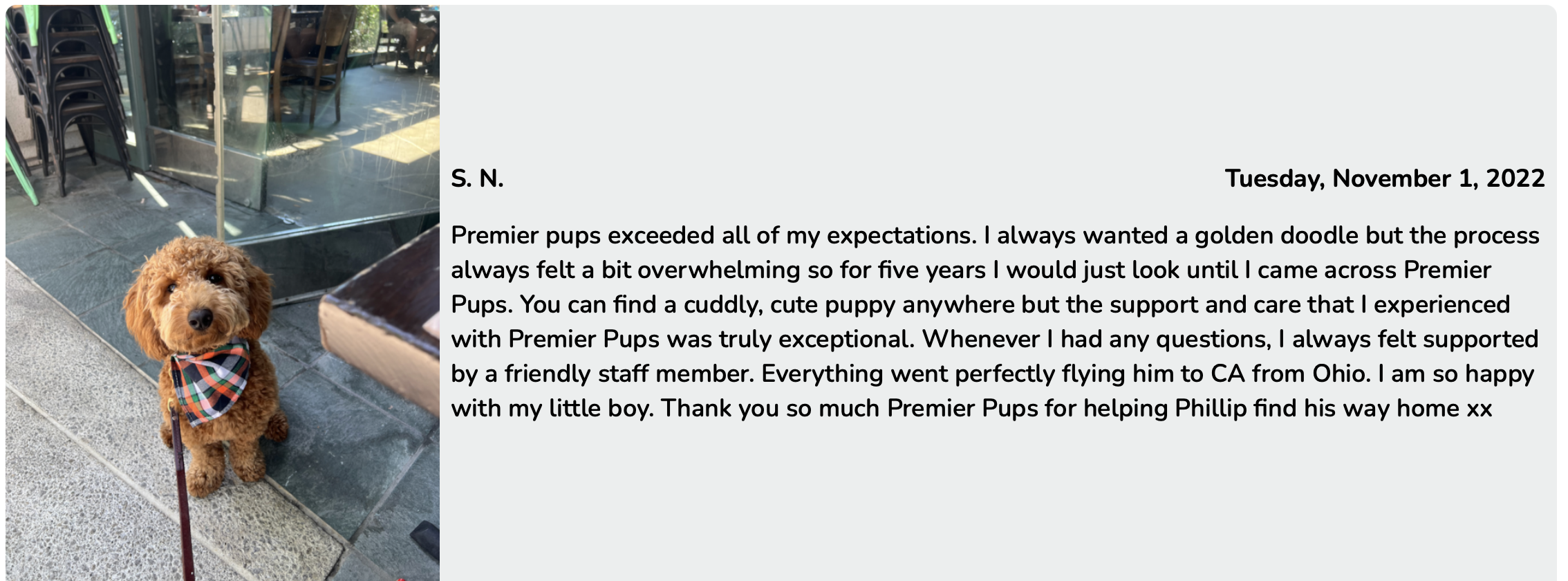 mini goldendoodle breeders - review SN