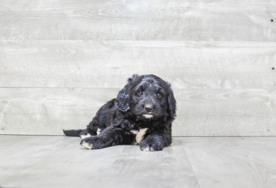 Fluffy Mini Bernedoodle Poodle Mix Pup