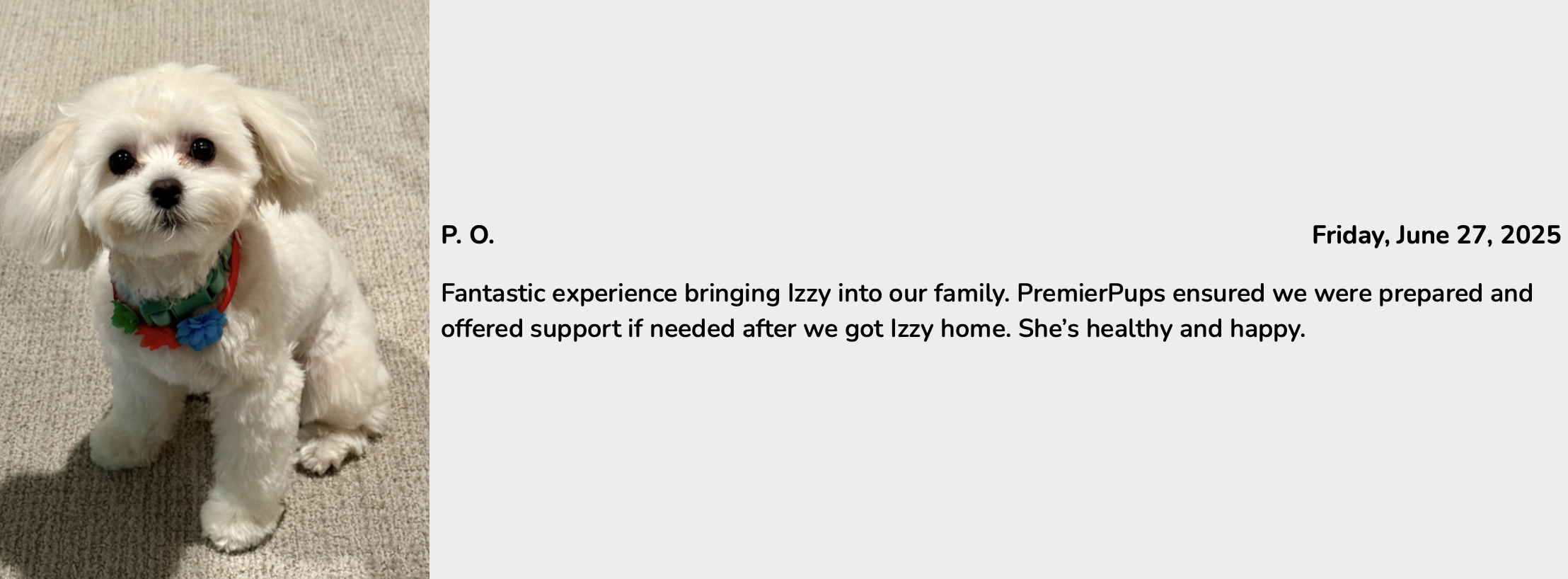 premier pups review from customer who adopted maltipoo puppy izzy