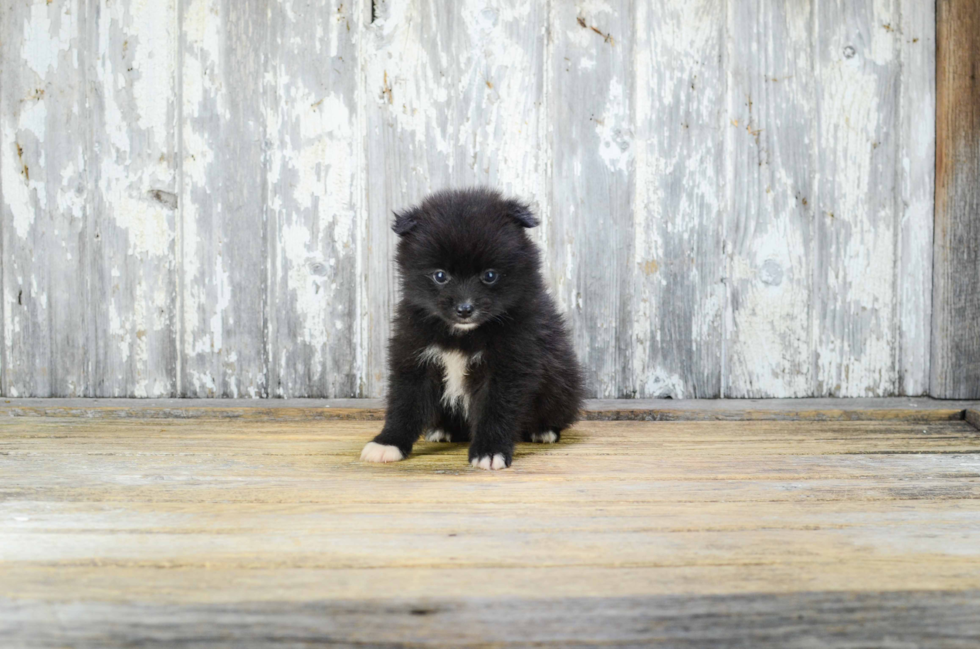 Akc Registered Pomeranian Baby