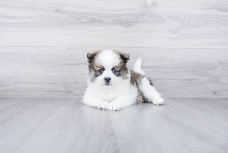 Meet Amos - our Pomsky Puppy Photo 1/3 - Premier Pups