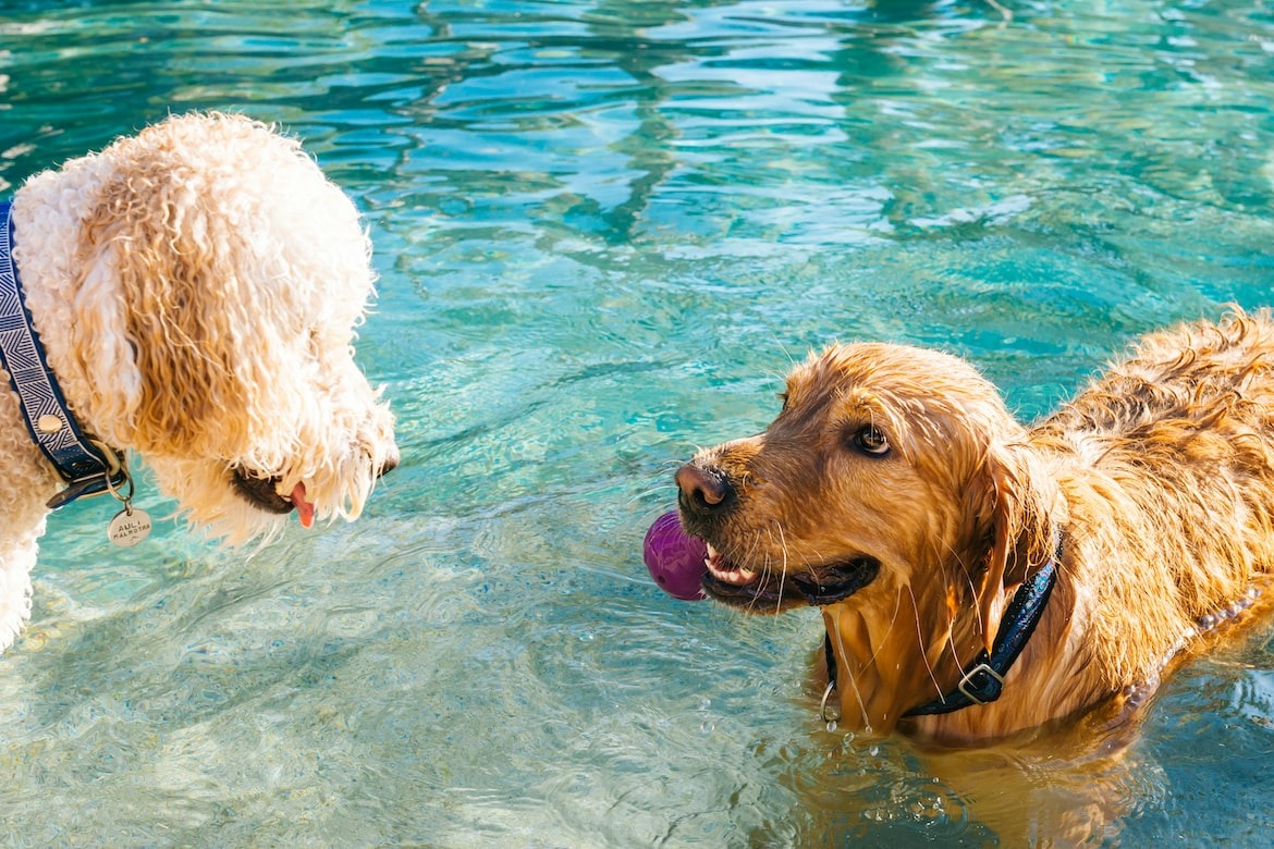 two happy dogs in a pool on a summer day