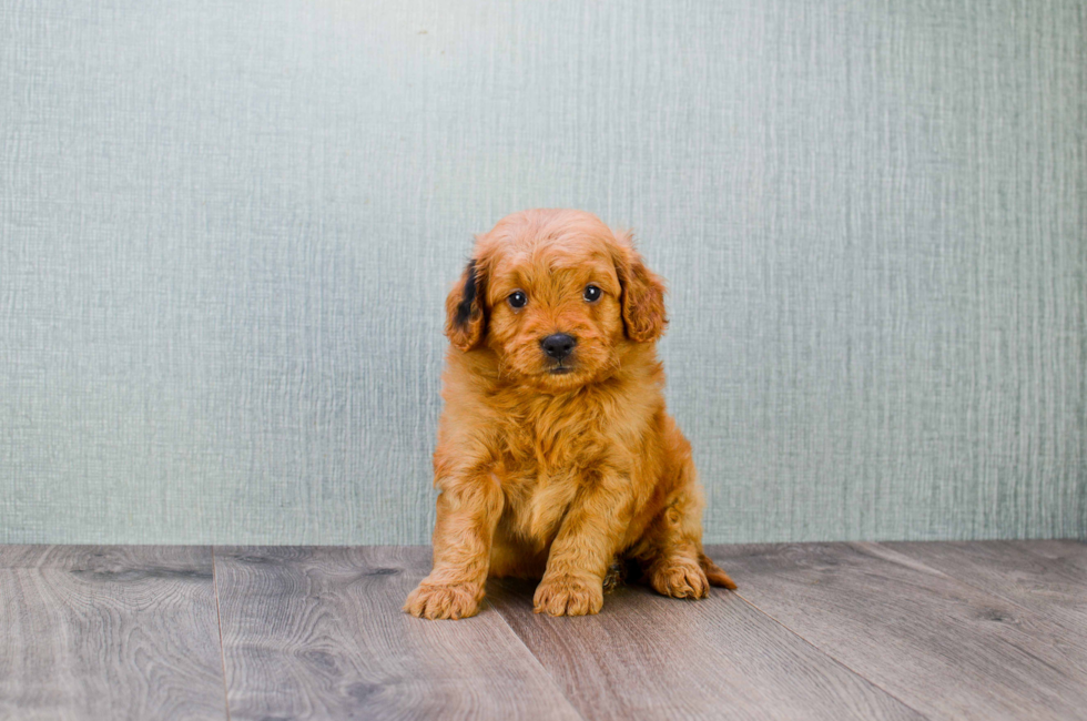 Miniature Goldendoodle puppies for sale | Mixed small ...