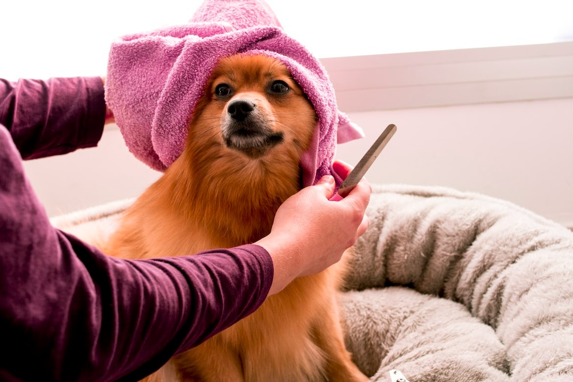 Dog groomer in action grooming a fluffy Pomeranian