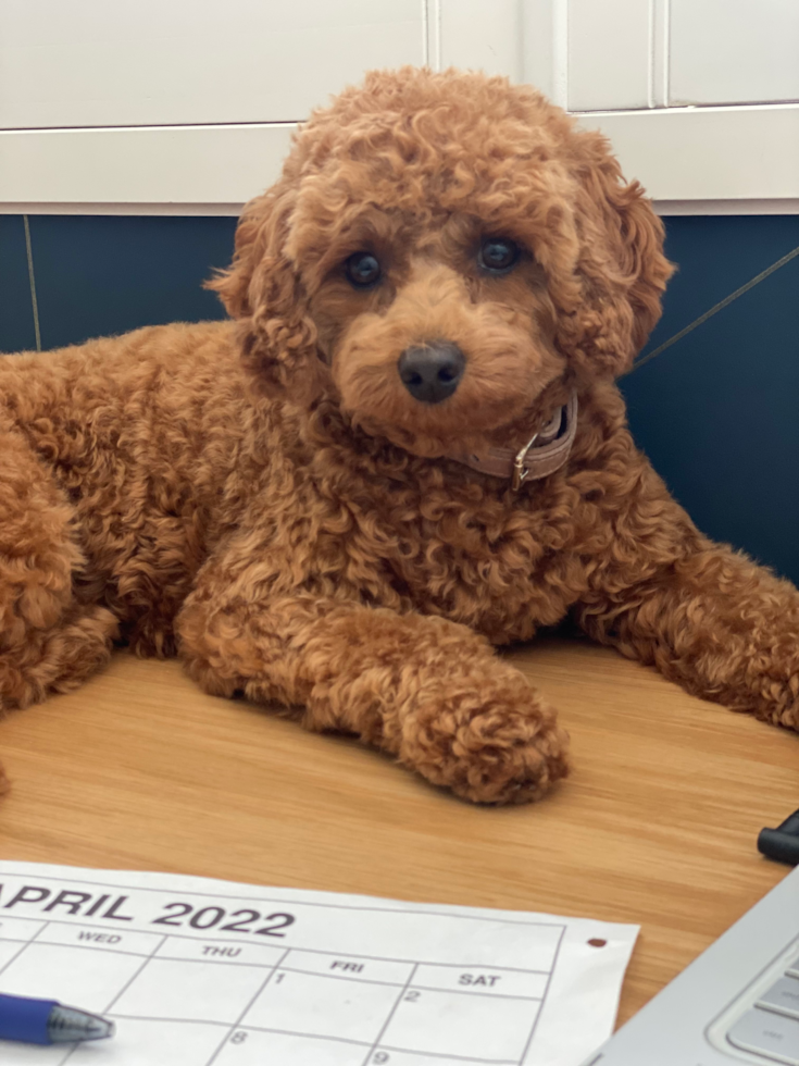 a small mini goldendoodle dog with curly hair sitting on a desk next to a calendar