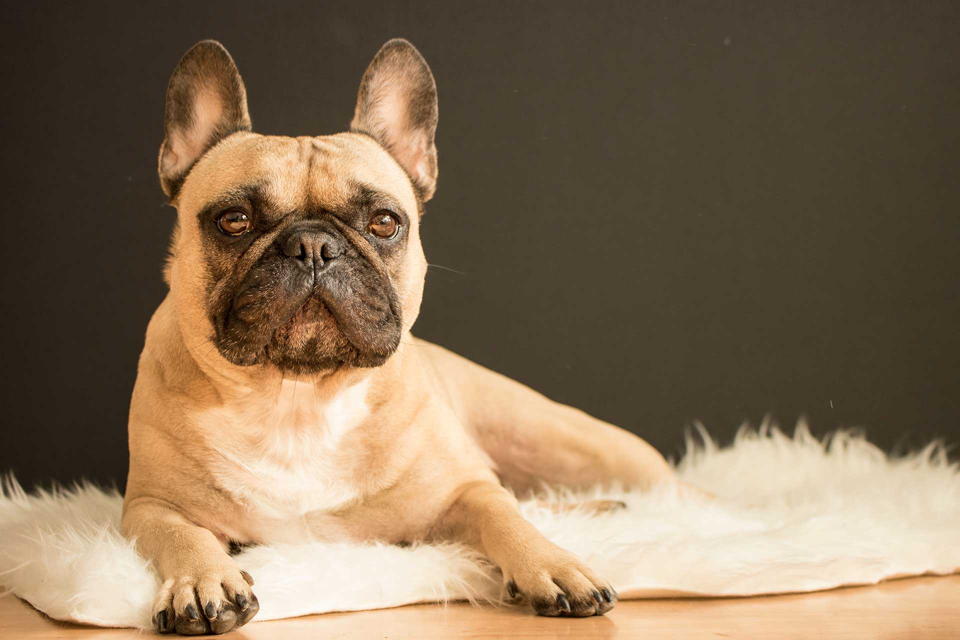 cream French bulldog with dark muzzle