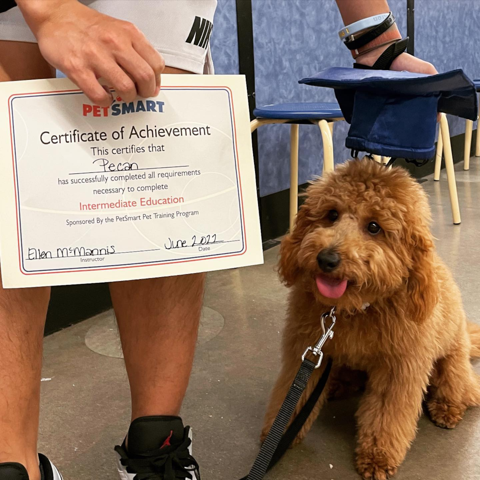 a mini goldendoodle dog sitting next to its owner who is holding a training certificate