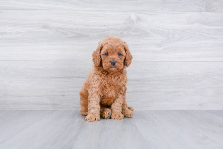 Meet Leon - our Cavapoo Puppy Photo 1/3 - Premier Pups