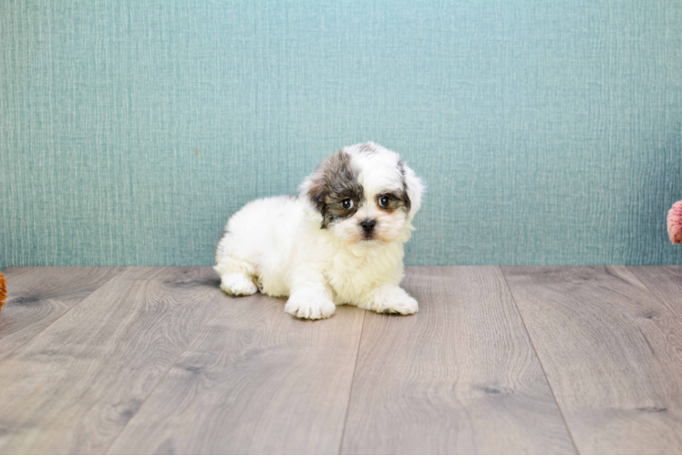 Adorable Shitzu Designer Puppy