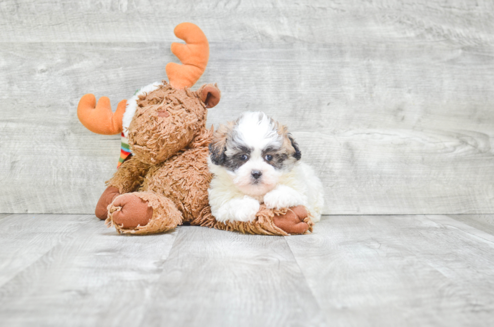 8 week old teddy bear puppies