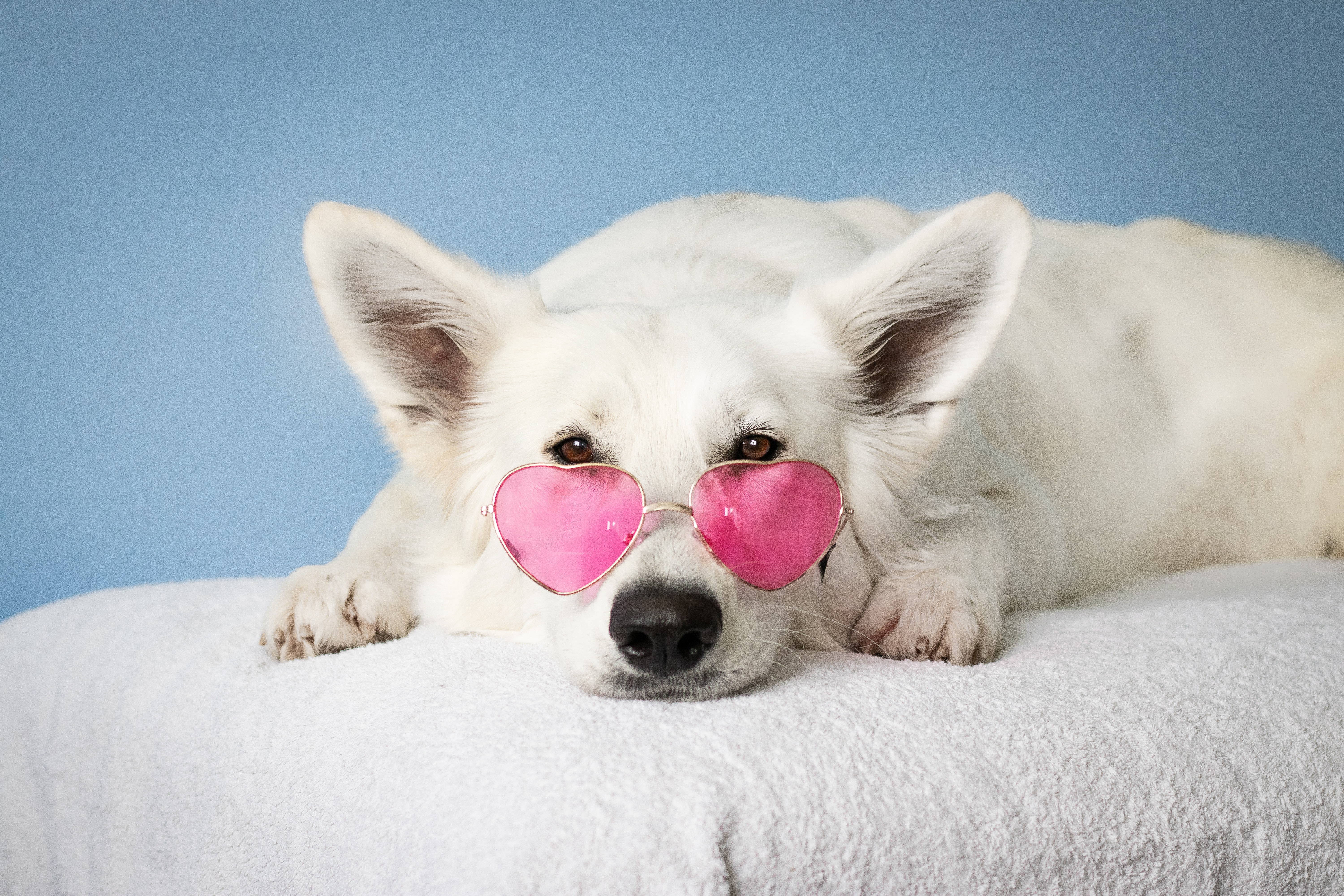 white corgi dog laying on a bed wearing pink glasses