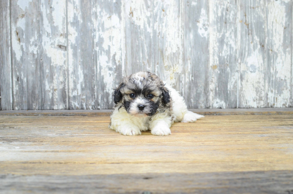 where can i buy a teddy bear puppy