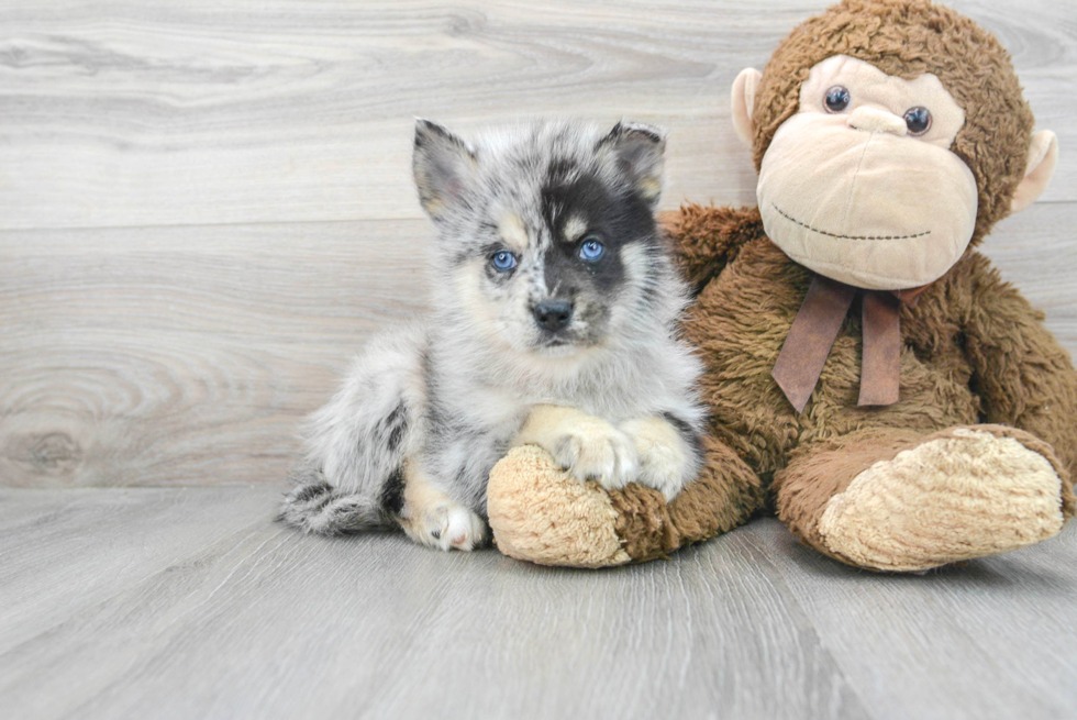 Pomsky puppy with blue eyes