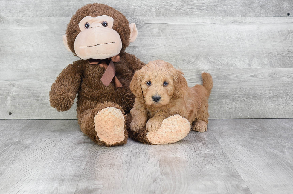Mini Goldendoodle Puppies for Sale - US Shipping | Premierpups