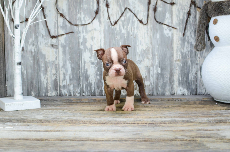 Funny Boston Terrier Baby
