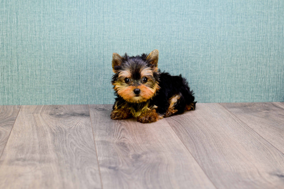 Meet Precious - our Yorkshire Terrier Puppy Photo 