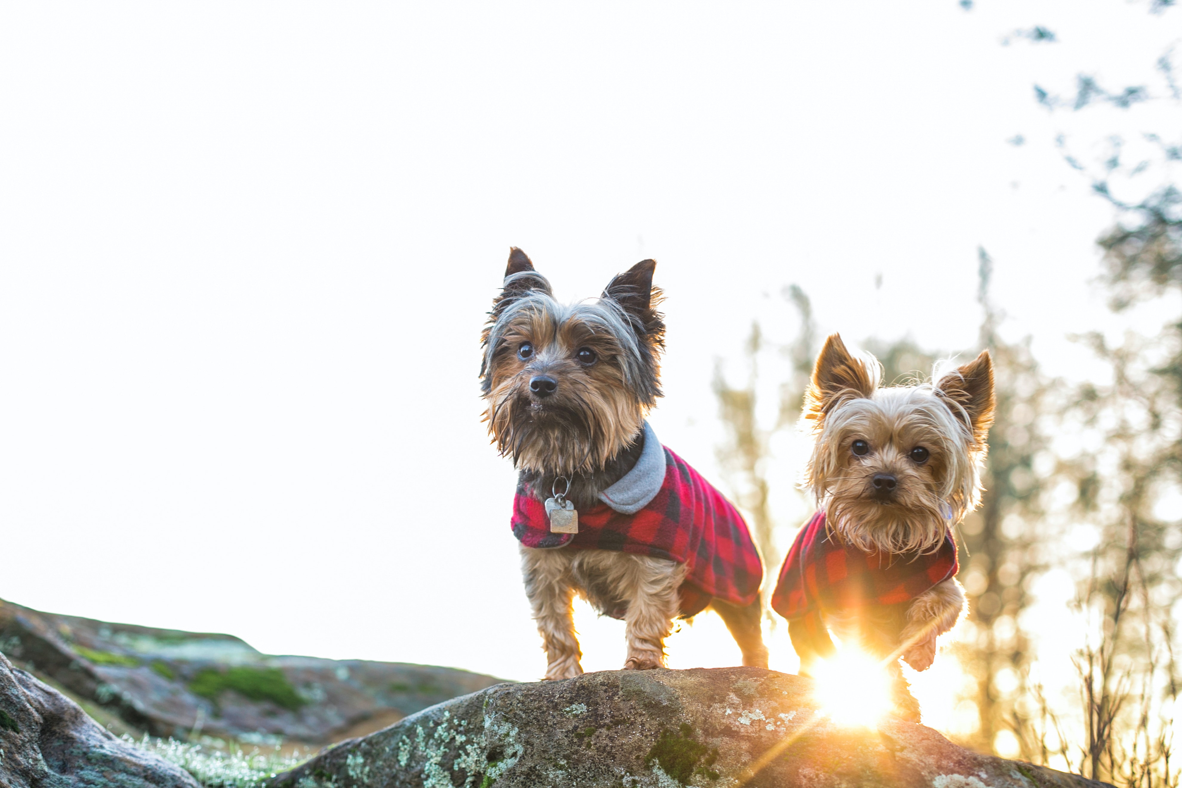 male and female Yorkshire terriers standing on a large rock