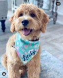 Puppy For Sale Premier Pups Mini Goldendoodle Being Cute