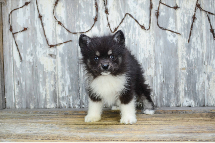 TEACUP POMSKY PUPPY