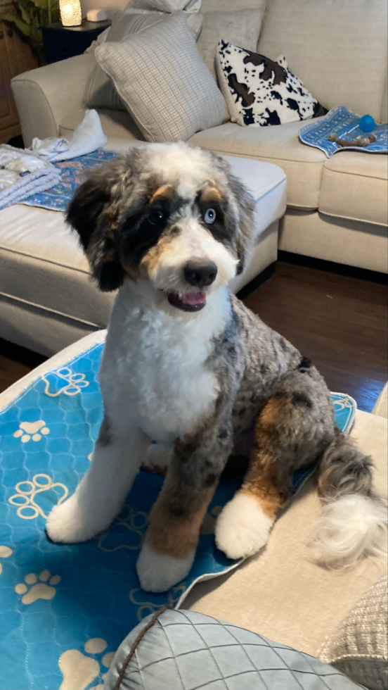 merle mini bernedoodle sitting on a bed - are mini bernedoodles aggressive dogs - premier pups