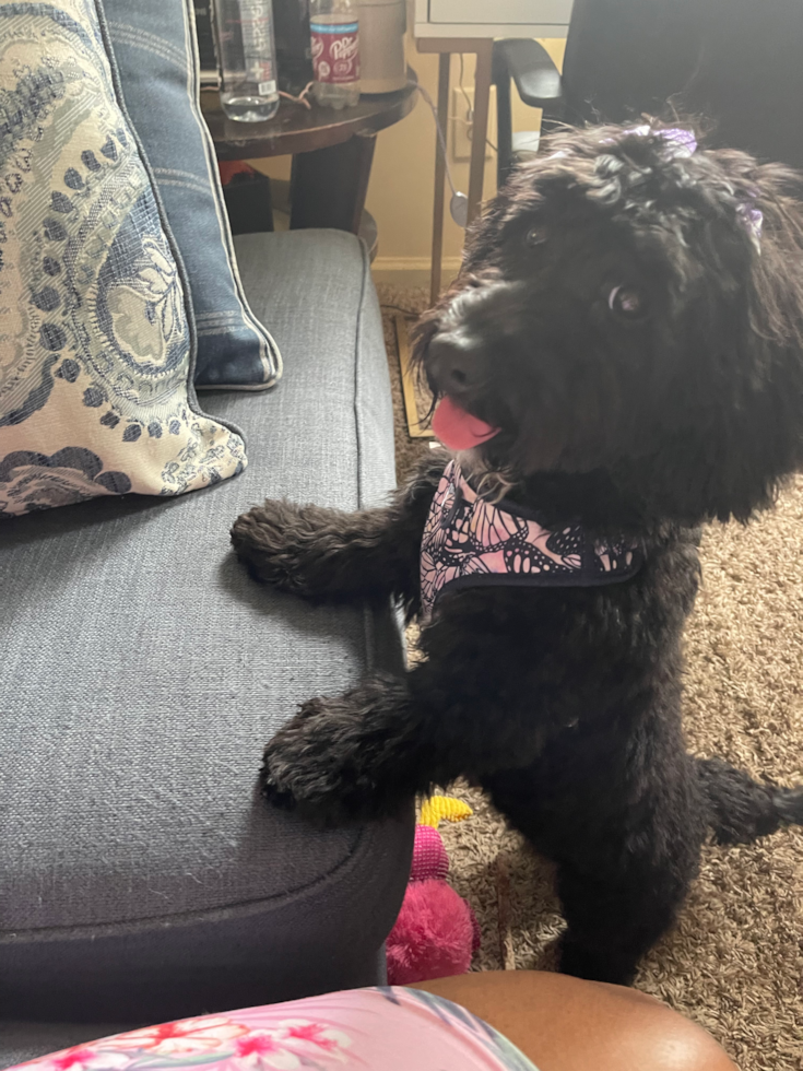full grown mini goldendoodle black dog sitting upright with two paws on a couch 