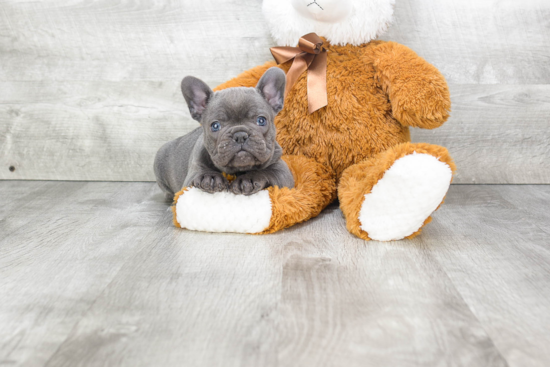 Sweet Frenchie Purebred Puppy