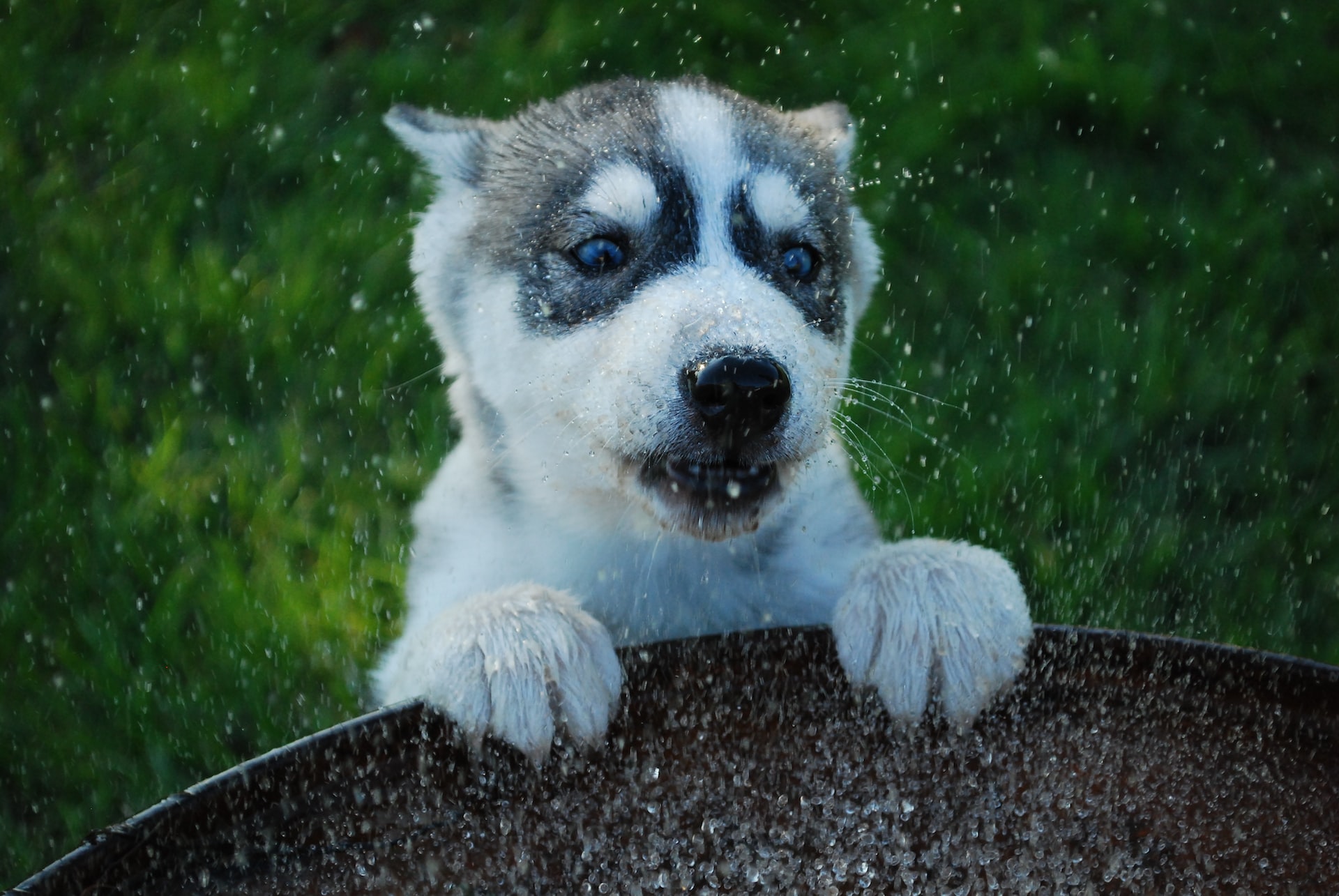 cute husky puppy