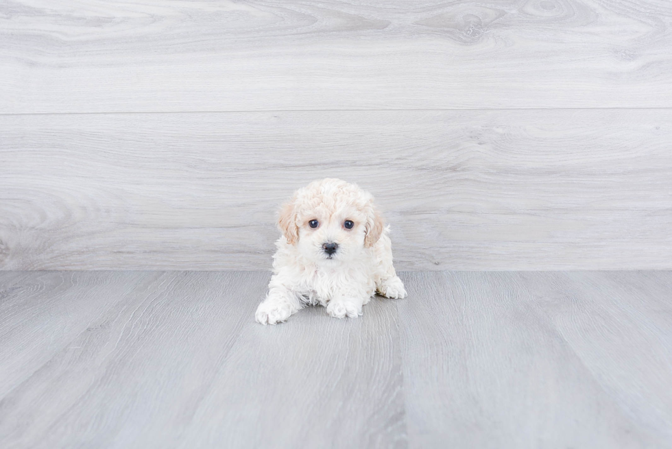 Meet Oliver - our Poodle Puppy Photo 2/3 - Premier Pups