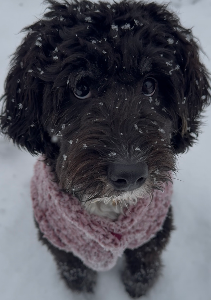 black mini bernedoodle sitting in snow looking at the camera - are mini bernedoodles emotionally smart dogs