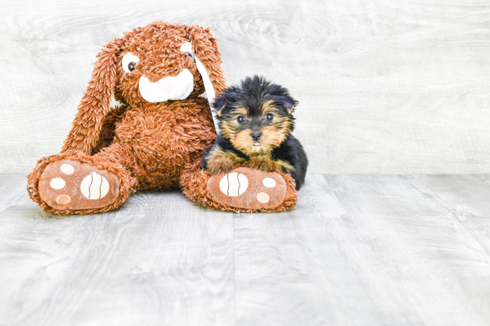 Meet Fifi - our Yorkshire Terrier Puppy Photo 
