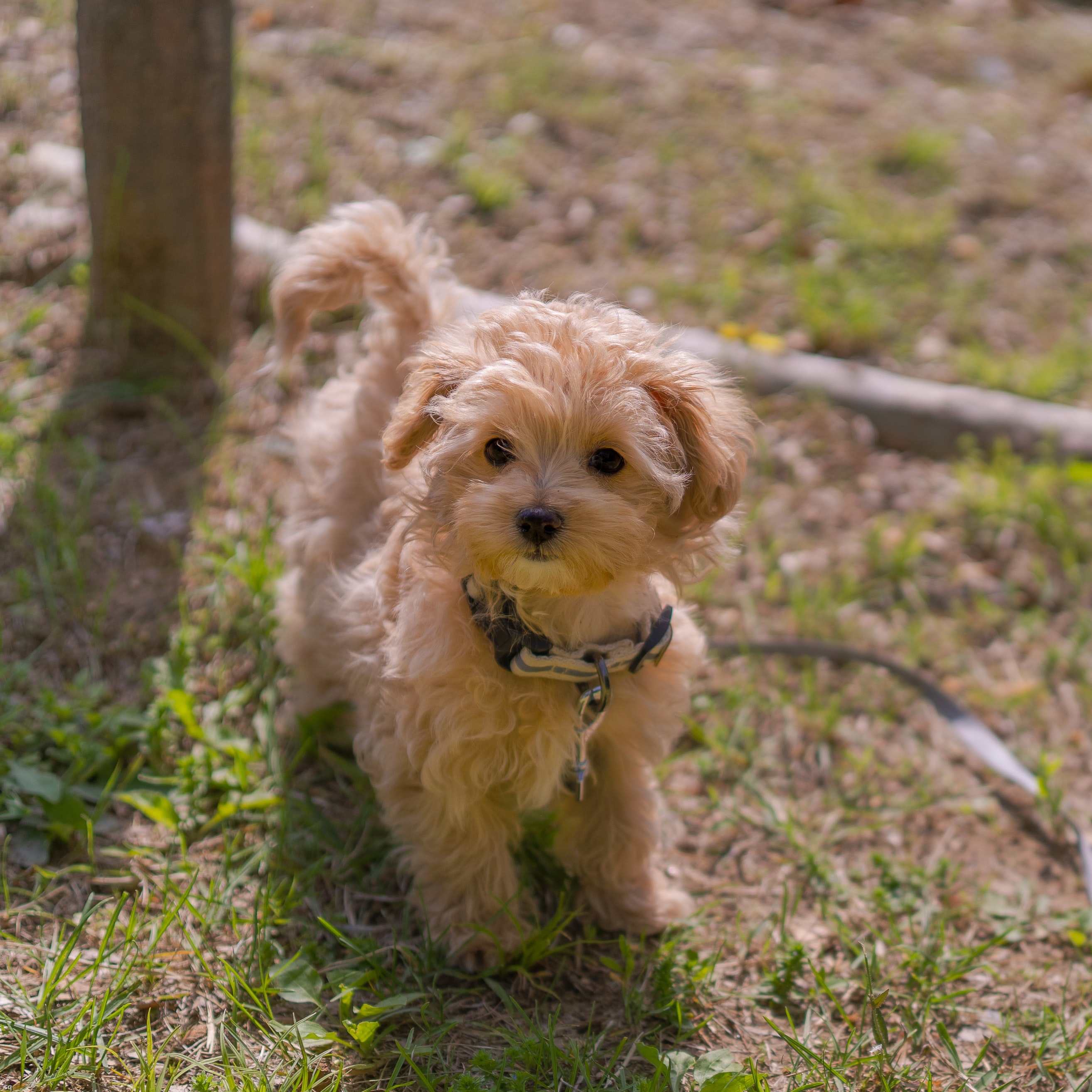 toy cavapoo puppy walking outside