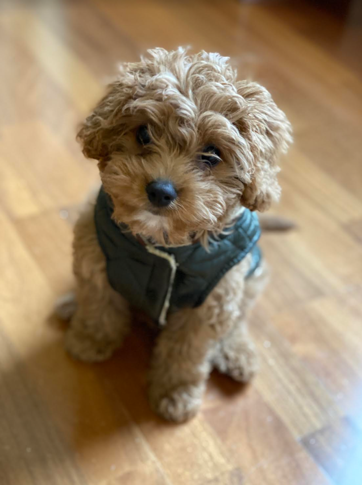 tan Mini Cavapoo