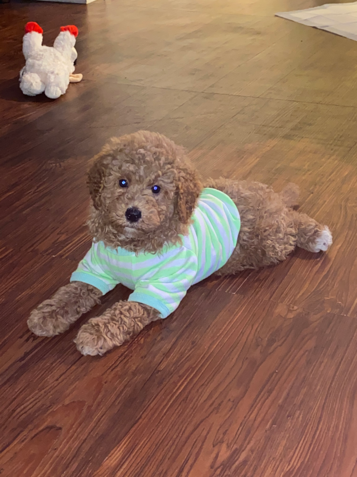 brown f1b mini bernedoodle - cream bernedoodle with curly coat sitting on a wooden floow - f1b bernedoodle generation guide