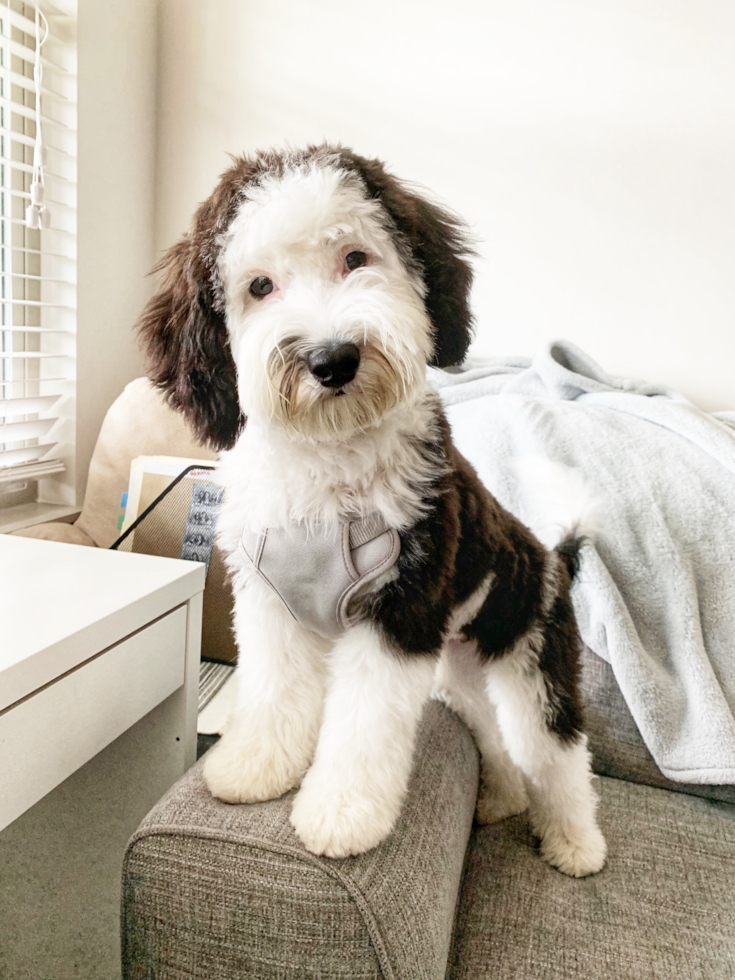 Fluffy Mini Sheepadoodle cross between Old English Sheepdog and Miniature Poodle