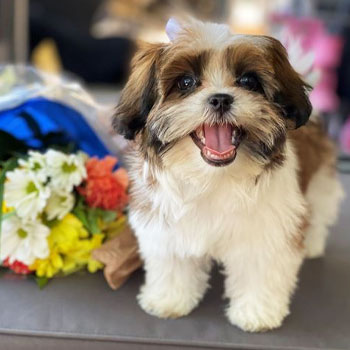 brown and white malshi sitting next to a flower bouqhet